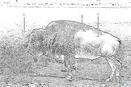 Bisonte Pàgines Per Pintar Imprimibles